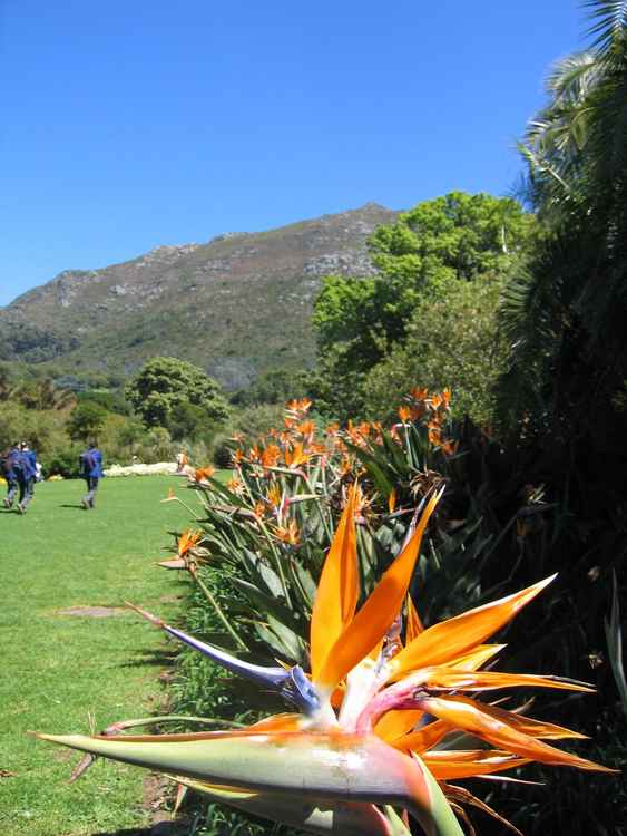 Strelitzia reginae growing at Kirstenbosch Botanic Garden in Cape Town