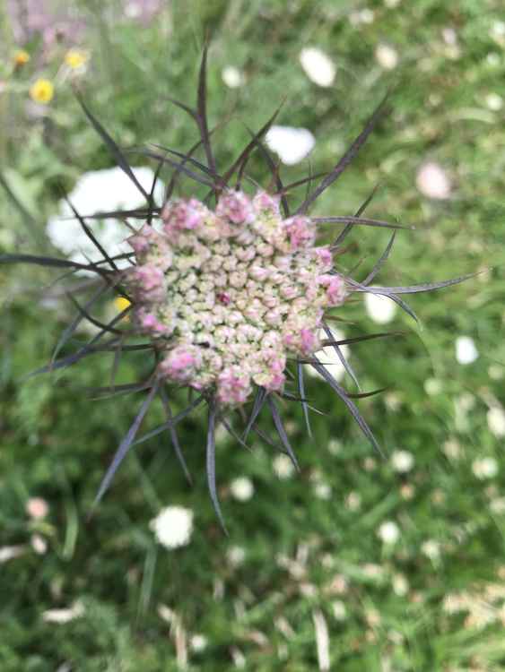 Wild carrot, Daucus carota, is a delicate, stately plant