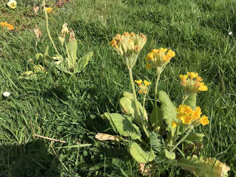 Cowslips, Primula veris, are related to primroses.