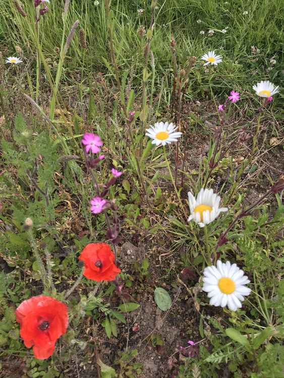 Wildflowers dancing side by side