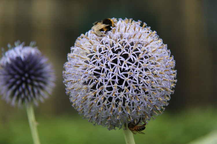 A bumble bee and wasp enjoy the garden plant sale in Eden Nature Garden (Image: Issy Millett, Nub News)