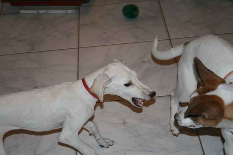 Puppies at play, often mistaken for aggression