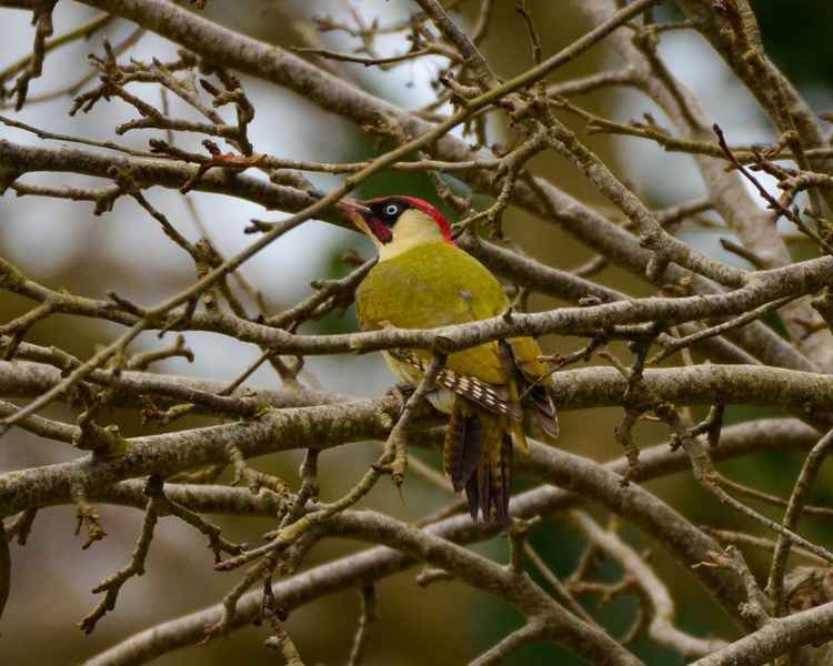 Green woodpecker- hard to spot but easy to hear!