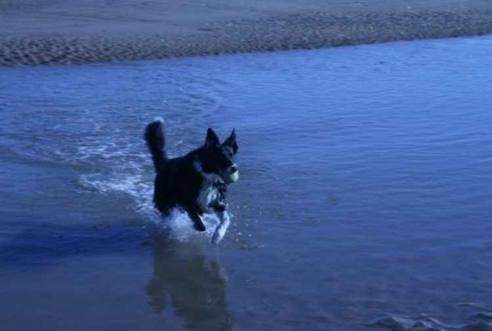 Rosie, Donna's border collie