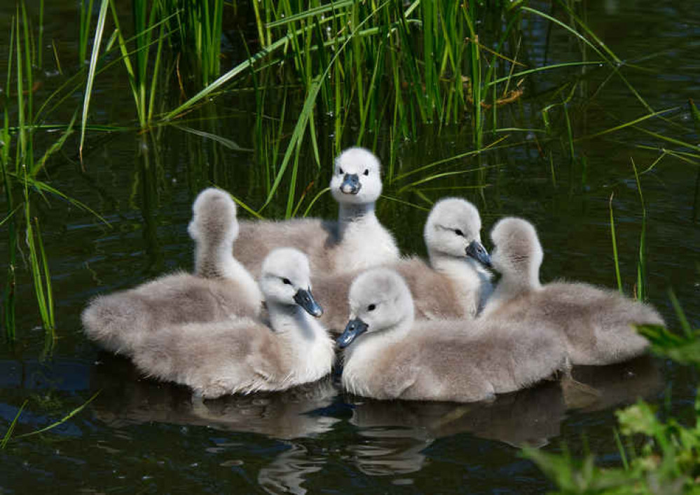 Springtime photo of young waterbirds, by Sue Bragg
