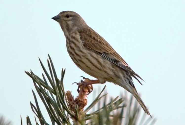 Linnet, by Chris Root, Devon Wildlife Trust