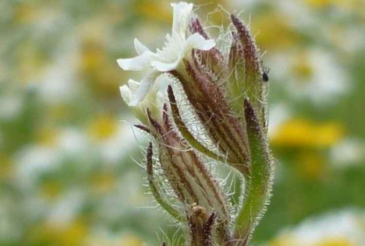 The rare small-flowered catchfly