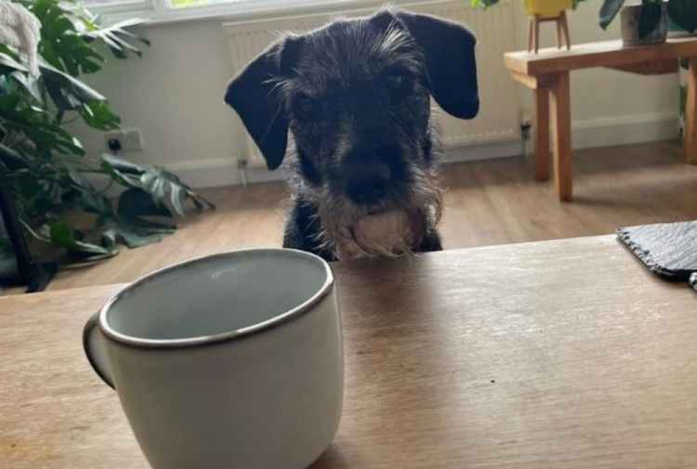 Train dogs not to jump up to the table at home, and they're less likely to do so in restaurants