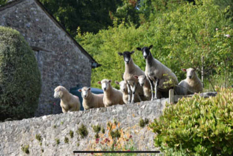 Branscombe: Lots of sheep (and cottages) in the hills around Branscombe