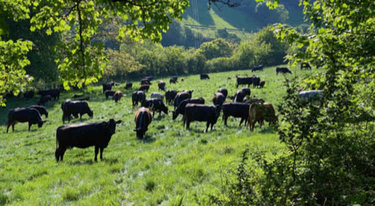 Branscombe: Cows looking down the valley in Branscombe