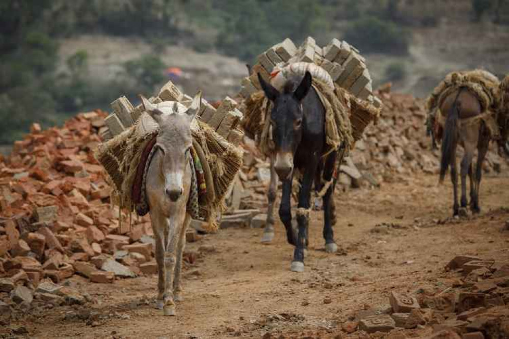 Donkeys working in a Nepalese brick kiln