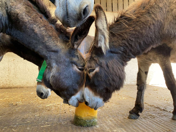 Donkeys enjoying an ice lolly at The Donkey Sanctuary, Sidmouth