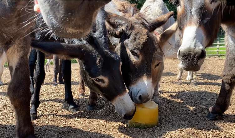 Donkeys cooling off with an icy treat at The Donkey Sanctuary, Sidmouth