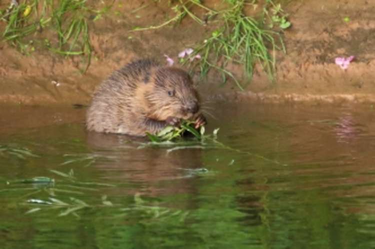 A young beaver on the River Otter. Picture: Mike Symes