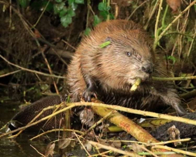 One of the River Otter beavers. Picture: David White