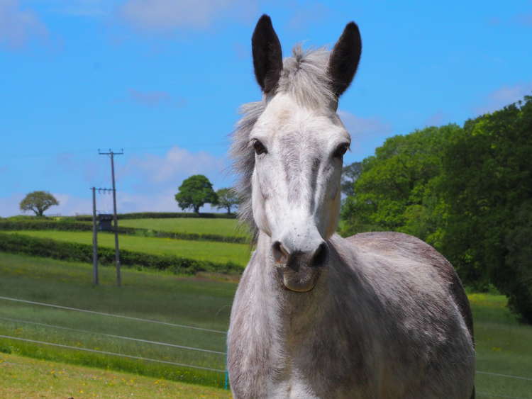 One of the mules at The Donkey Sanctuary