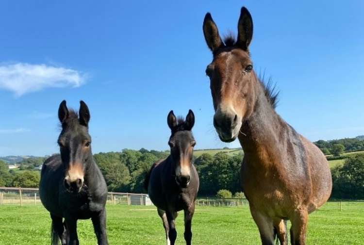 Mules at The Donkey Sanctuary