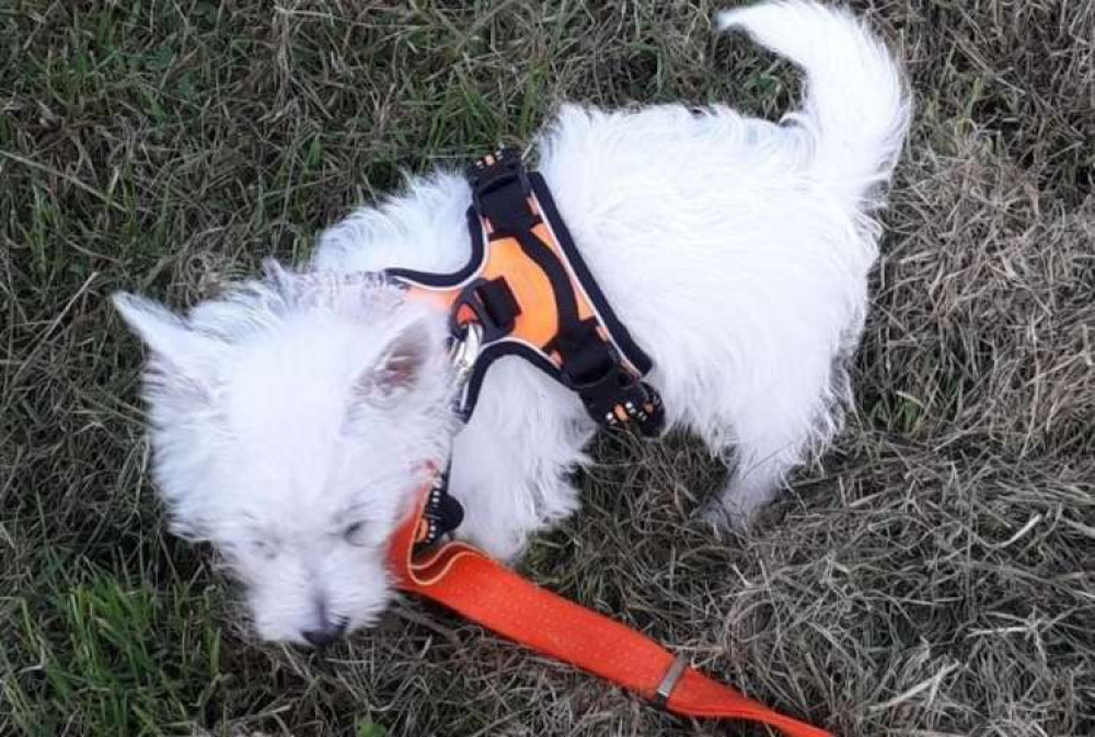 A puppy being taken on one of its first walks