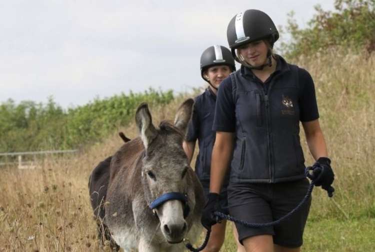 Exercising the donkeys in a wildflower meadow at The Donkey Sanctuary. Picture: The Donkey Sanctuary. Picture: The Donkey Sanctuary