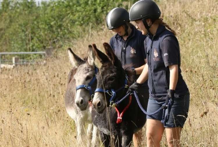 Walking in the meadow is good for the donkeys as well as the wild plants. Picture: The Donkey Sanctuary