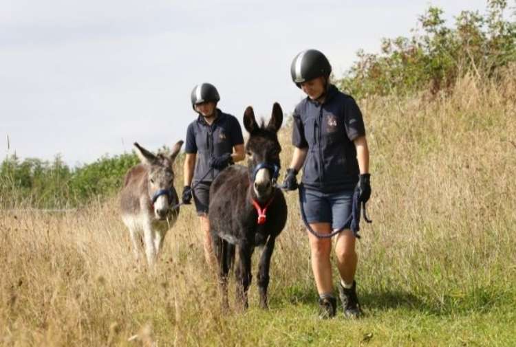 Donkeys scatter the seed of wildflowers as they walk. Picture: The Donkey Sanctuary