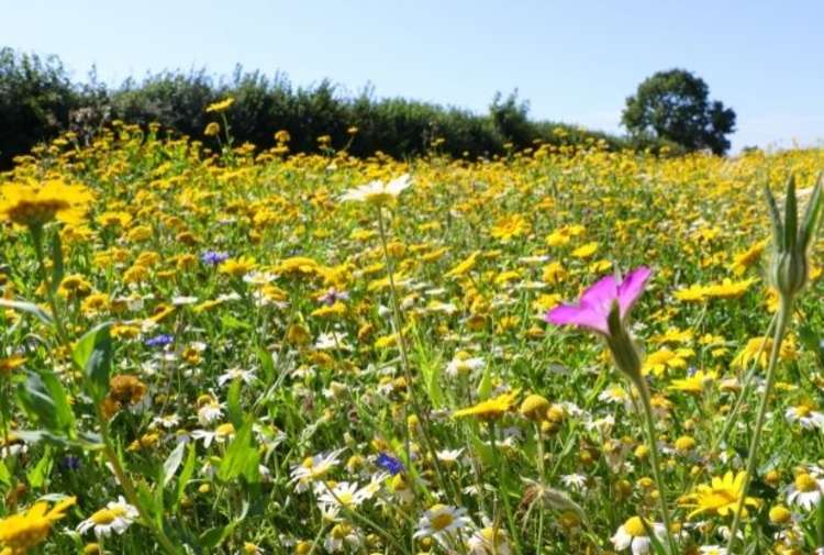 A wildflower meadow in bloom at The Donkey Sanctuary. Picture: The Donkey Sanctuary