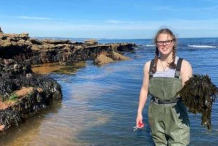 Ebb Tides director Ellie Hattrell harvesting seaweed from Sidmouth
