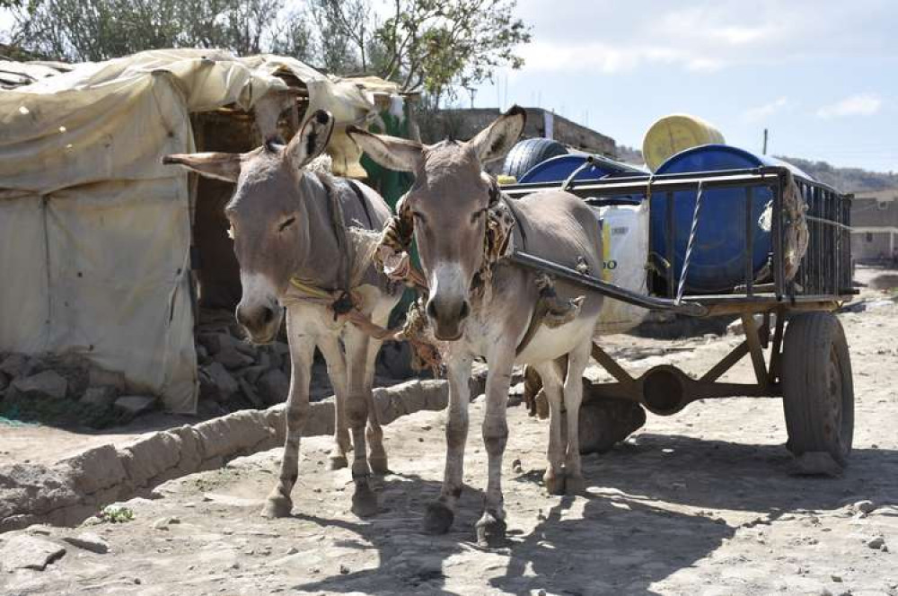 Working donkeys, Kenya (The Donkey Sanctuary)
