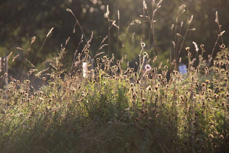 Clapham Common in the sunshine (Image: Issy Millett, Nub News)