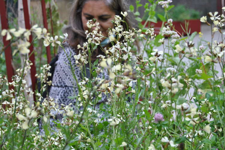 Ritu behind rocket flowers August 2021 (Image: Permablitz London)