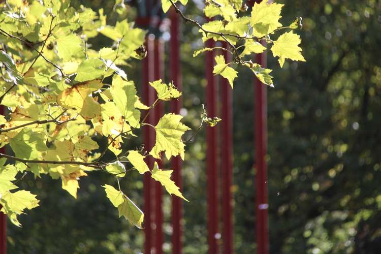 Autumn has been arriving around the bandstand on Clapham Common (Image: Issy Millett, Nub News)