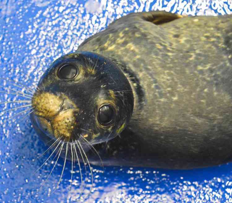 Photo: Cornish Seal Sanctuary