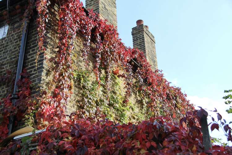 Autumn scenes on the Latchmere Estate (Image: Issy Millett, Nub News)