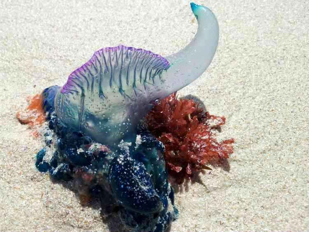 Portuguese Man O'War.