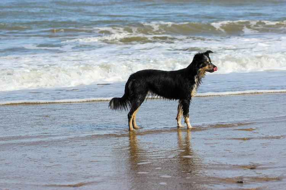 Dog on a beach.