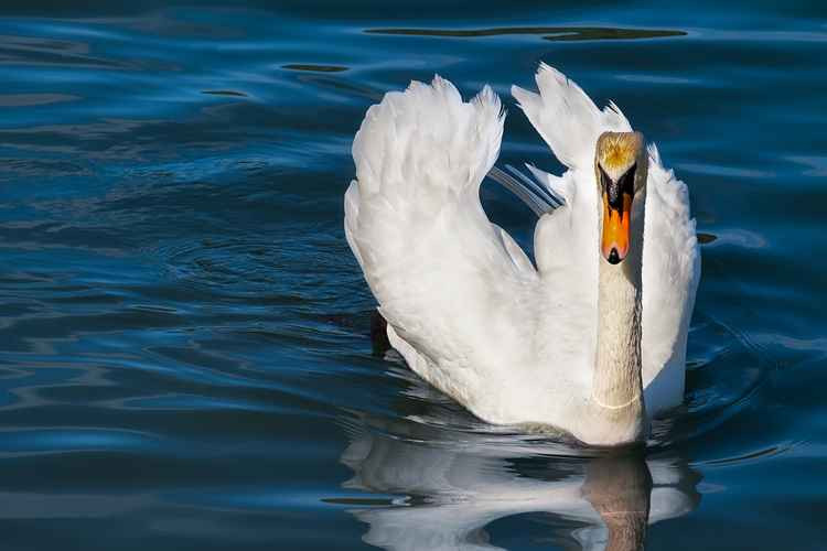 Dead swans have been found sparking bird flu warnings.