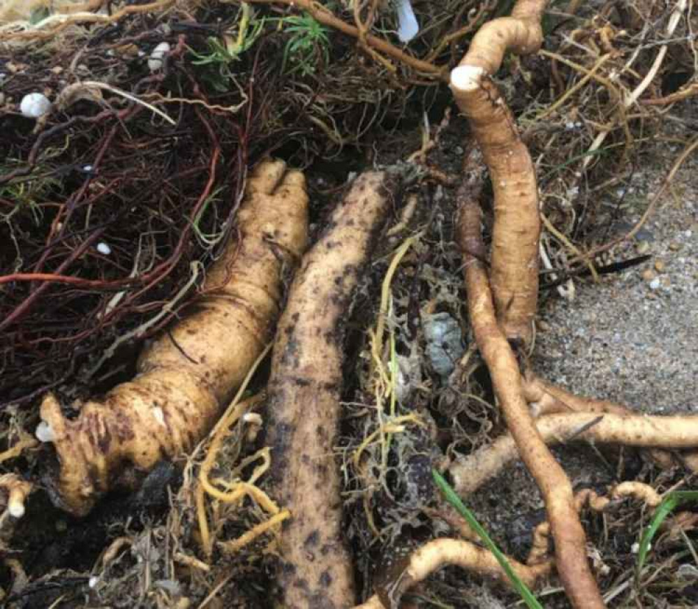 The hemlock roots. Credit: Trudi Baird.