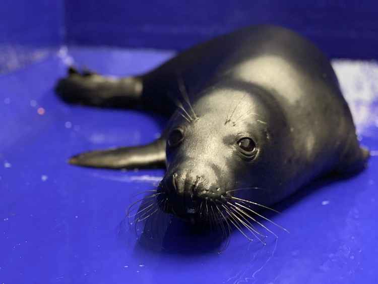 Credit: Cornish Seal Sanctuary.