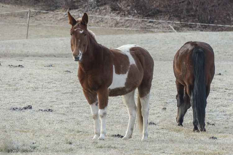 Reports of numerous attempts to steal horses near Helston.