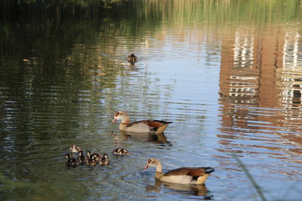 Clapham was very taken with the seven ducklings who in Spring appeared in the Common's Eagle Pond (Image: Issy Millett, Nub News)