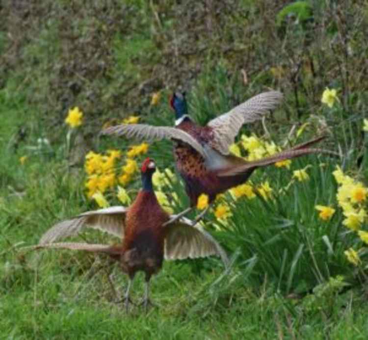 First prize of the 16+ category and winning a hamper worth over £150, goes to Lorna Simmonds from Gweek, for her 'Fighting Pheasants' image.