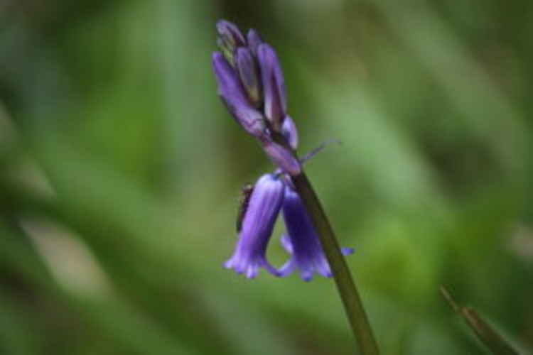 The winner of the 15s and under category is 11 year old Jowan Penaluna, with his beautiful image of a bluebell and insect pictured below. He wins a trip for two to Paradise Park Wildlife Sanctuary in Hayle.