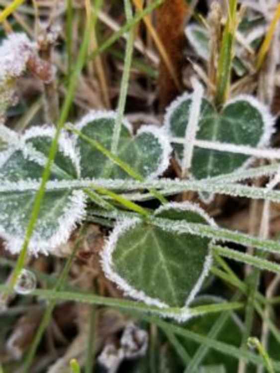 The runner up in the 15s and under category is 13 year old Liv Cooper with her photo below of 'Frost on Leaves'.