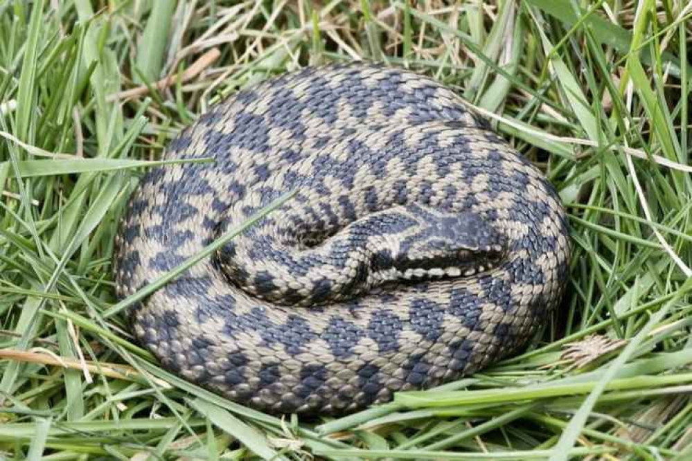 Picture of an adder.