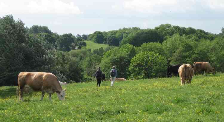 Walking with cows