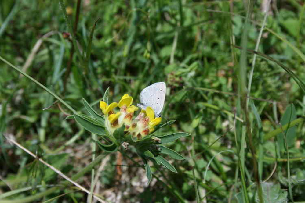 Small blue butterfly on kidney vetch (Photo: Cath Shellswell)