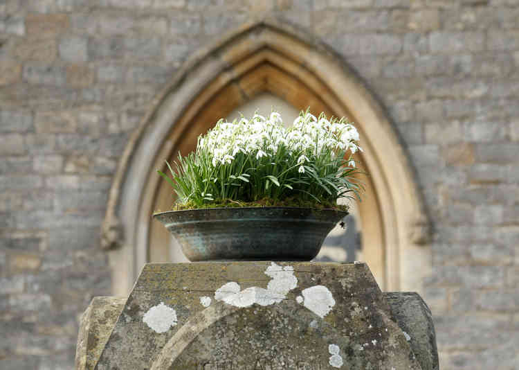 Snowdrops on the memorial (Photo: Shepton Mallet Snowdrop Project)