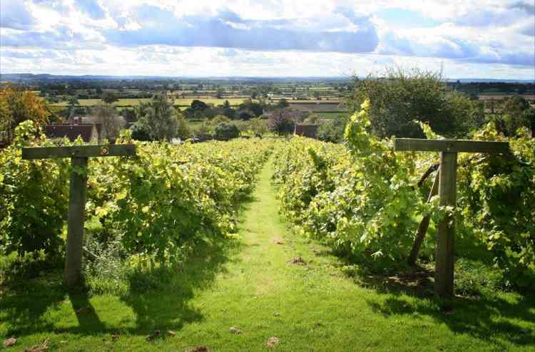 Wraxall Vineyard