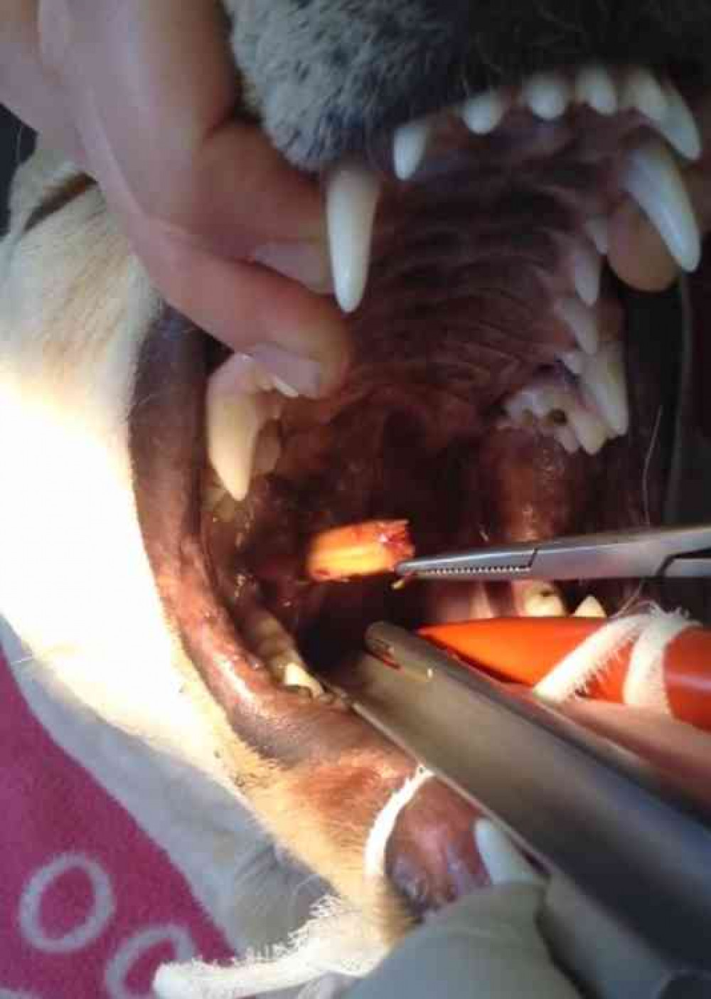 Removing part of a stick stuck in a Shepton Vets patient's mouth