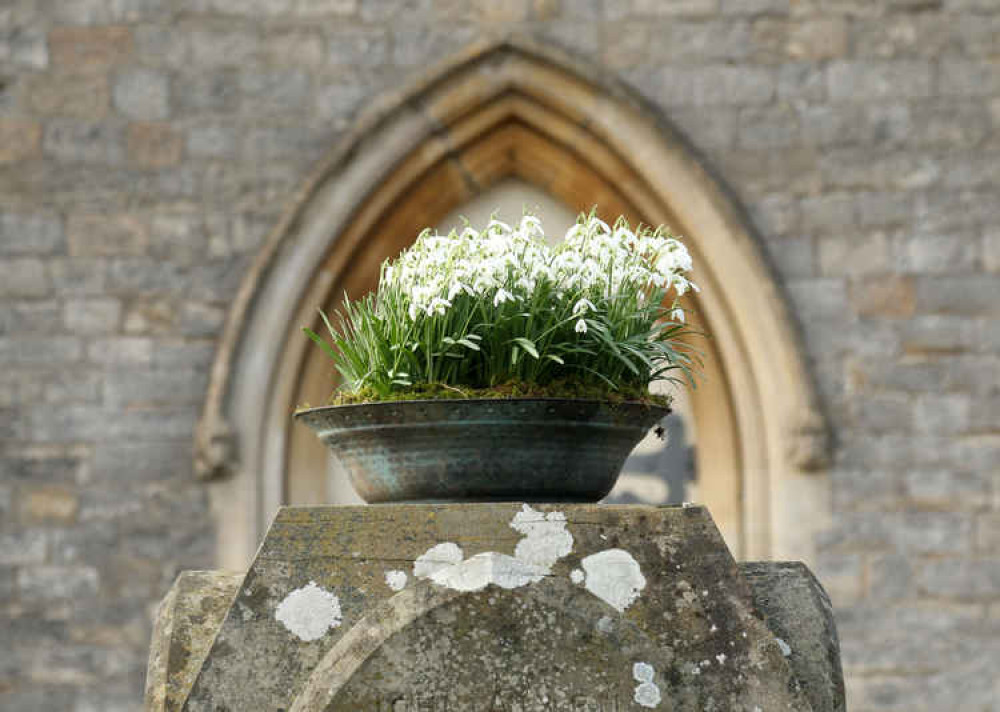 This year's Shepton Mallet Snowdrop Festival has been cancelled due to coronavirus